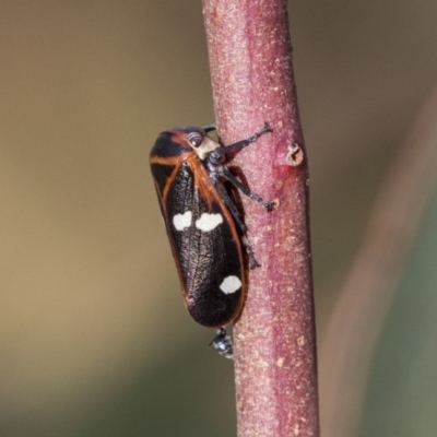 Eurymela fenestrata (Gum tree leafhopper) at Hawker, ACT - 28 Mar 2019 by AlisonMilton