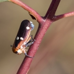 Eurymela fenestrata at Hawker, ACT - 28 Mar 2019