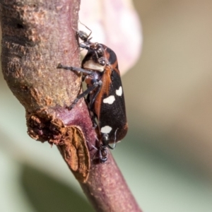 Eurymela fenestrata at Hawker, ACT - 28 Mar 2019 08:37 AM