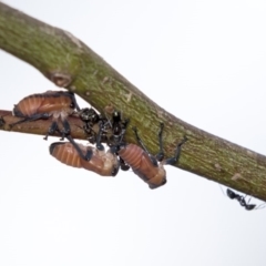 Eurymela fenestrata at Hawker, ACT - 28 Mar 2019 08:37 AM