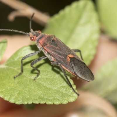Leptocoris mitellatus (Leptocoris bug) at Higgins, ACT - 25 Mar 2019 by AlisonMilton