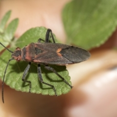 Leptocoris mitellatus at Higgins, ACT - 25 Mar 2019