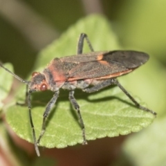 Leptocoris mitellatus at Higgins, ACT - 25 Mar 2019