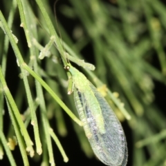 Mallada sp. (genus) (Green lacewing) at Mount Ainslie - 24 Mar 2019 by jb2602