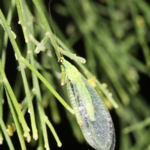 Mallada sp. (genus) at Ainslie, ACT - 24 Mar 2019 10:14 PM