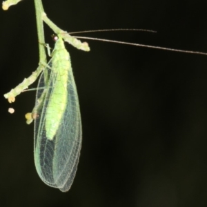 Mallada sp. (genus) at Ainslie, ACT - 24 Mar 2019 10:45 PM