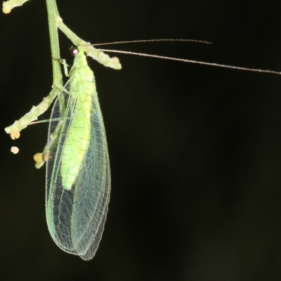 Mallada sp. (genus) (Green lacewing) at Mount Ainslie - 24 Mar 2019 by jb2602