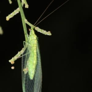 Mallada sp. (genus) at Ainslie, ACT - 24 Mar 2019 10:45 PM