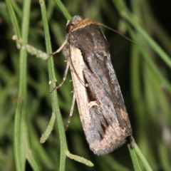 Proteuxoa tortisigna (Streaked Rictonis Moth) at Mount Ainslie - 24 Mar 2019 by jb2602