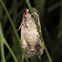 Proteuxoa tortisigna at Ainslie, ACT - 24 Mar 2019 11:11 PM