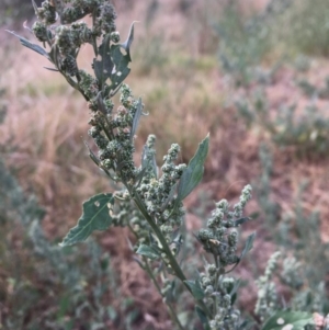 Chenopodium album at Coree, ACT - 28 Mar 2019