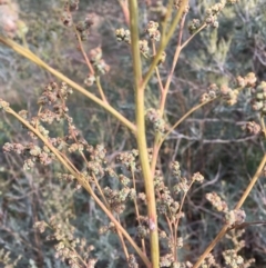 Chenopodium album at Coree, ACT - 28 Mar 2019