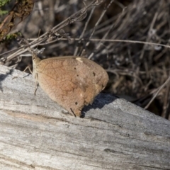 Heteronympha merope at Hawker, ACT - 28 Mar 2019