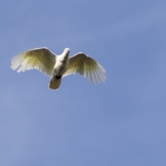 Cacatua galerita (Sulphur-crested Cockatoo) at The Pinnacle - 27 Mar 2019 by Alison Milton