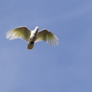 Cacatua galerita at Hawker, ACT - 28 Mar 2019