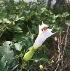 Datura stramonium (Common Thornapple) at Uriarra Recreation Reserve - 28 Mar 2019 by JaneR