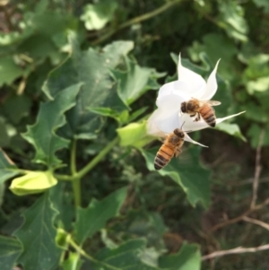 Datura stramonium at Coree, ACT - 28 Mar 2019