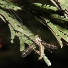 Ptilogyna sp. (genus) (A crane fly) at Mount Ainslie - 25 Mar 2019 by jbromilow50