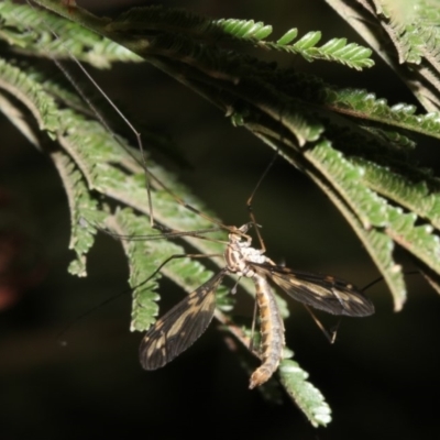 Ptilogyna sp. (genus) (A crane fly) at Mount Ainslie - 25 Mar 2019 by jbromilow50