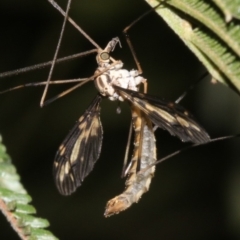 Ptilogyna sp. (genus) at Ainslie, ACT - 25 Mar 2019