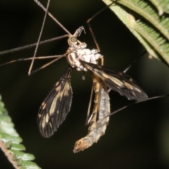 Ptilogyna sp. (genus) at Ainslie, ACT - 25 Mar 2019 10:19 PM