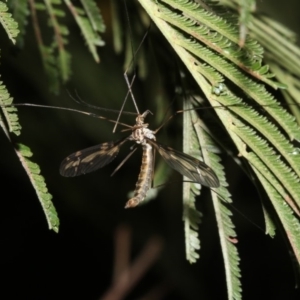 Ptilogyna sp. (genus) at Ainslie, ACT - 25 Mar 2019 10:19 PM