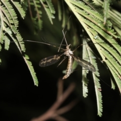 Ptilogyna sp. (genus) at Ainslie, ACT - 25 Mar 2019 10:19 PM