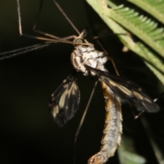 Ptilogyna sp. (genus) at Ainslie, ACT - 25 Mar 2019 10:19 PM