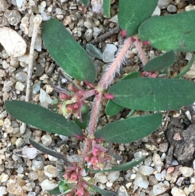Euphorbia maculata (Eyebane) at Uriarra Recreation Reserve - 28 Mar 2019 by JaneR