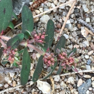 Euphorbia maculata at Coree, ACT - 28 Mar 2019
