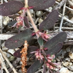 Euphorbia maculata at Coree, ACT - 28 Mar 2019 05:34 PM