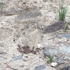 Euphorbia maculata at Coree, ACT - 28 Mar 2019