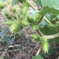 Xanthium occidentale (Noogoora Burr, Cockle Burr) at Uriarra Recreation Reserve - 28 Mar 2019 by JaneR