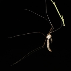 Tipulidae sp. (family) (Unidentified Crane Fly) at Ainslie, ACT - 25 Mar 2019 by jb2602