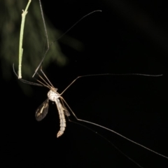 Tipulidae sp. (family) at Ainslie, ACT - 25 Mar 2019 10:38 PM