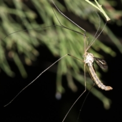 Tipulidae sp. (family) at Ainslie, ACT - 25 Mar 2019 10:38 PM