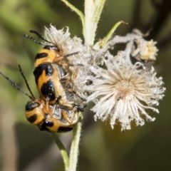 Aporocera (Aporocera) speciosa (Leaf Beetle) at Dunlop, ACT - 27 Mar 2019 by AlisonMilton