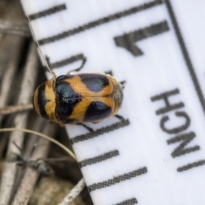 Aporocera (Aporocera) speciosa at Dunlop, ACT - 28 Mar 2019 10:14 AM