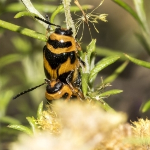 Aporocera (Aporocera) speciosa at Dunlop, ACT - 28 Mar 2019 10:14 AM