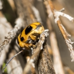 Aporocera (Aporocera) speciosa at Dunlop, ACT - 28 Mar 2019 10:14 AM