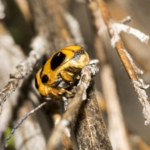 Aporocera (Aporocera) speciosa at Dunlop, ACT - 28 Mar 2019 10:14 AM