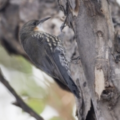 Cormobates leucophaea (White-throated Treecreeper) at Dunlop, ACT - 28 Mar 2019 by AlisonMilton