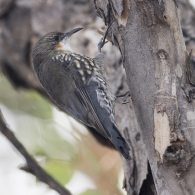 Cormobates leucophaea (White-throated Treecreeper) at Dunlop, ACT - 27 Mar 2019 by Alison Milton