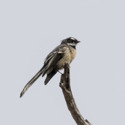 Rhipidura albiscapa (Grey Fantail) at Dunlop, ACT - 28 Mar 2019 by AlisonMilton