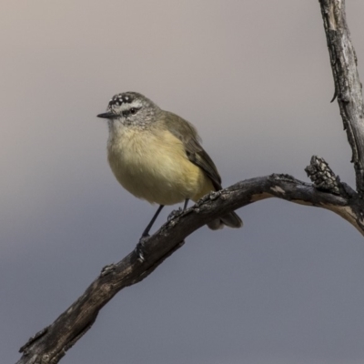 Acanthiza chrysorrhoa (Yellow-rumped Thornbill) at The Pinnacle - 27 Mar 2019 by Alison Milton