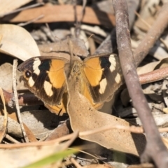 Heteronympha merope (Common Brown Butterfly) at The Pinnacle - 28 Mar 2019 by AlisonMilton