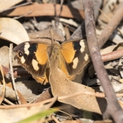 Heteronympha merope (Common Brown Butterfly) at Dunlop, ACT - 28 Mar 2019 by AlisonMilton