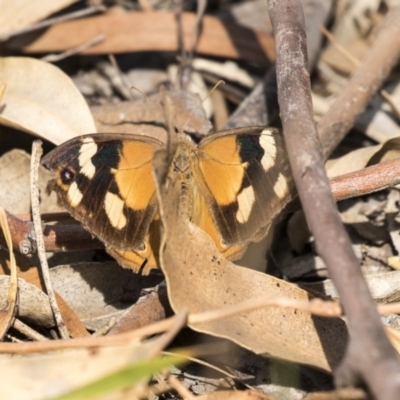 Heteronympha merope (Common Brown Butterfly) at Dunlop, ACT - 28 Mar 2019 by AlisonMilton