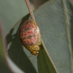 Paropsis obsoleta (Leaf beetle) at The Pinnacle - 28 Mar 2019 by AlisonMilton