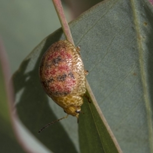 Paropsis obsoleta at Dunlop, ACT - 28 Mar 2019